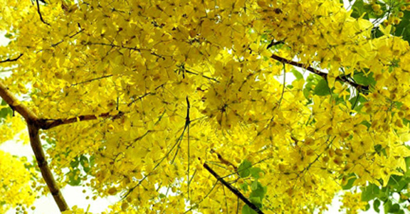 amaltas à´à´¨àµà´¨à´¤à´¿à´¨àµà´³àµà´³ à´à´¿à´¤àµà´°à´